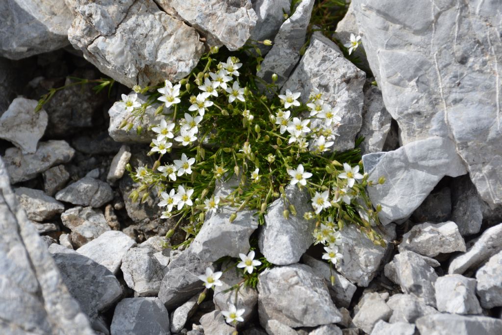 Sabulina verna (ex Minuartia verna) e Minuartia recurva